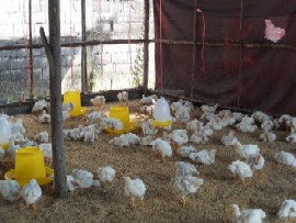 Les poulets, une ressource pour une cole rurale en Thalande.
